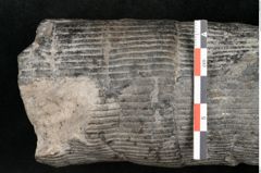 Foto (Detailansicht) von Calamites communis Ettingshausen (NHMW-GEO-2024-0188-10961)